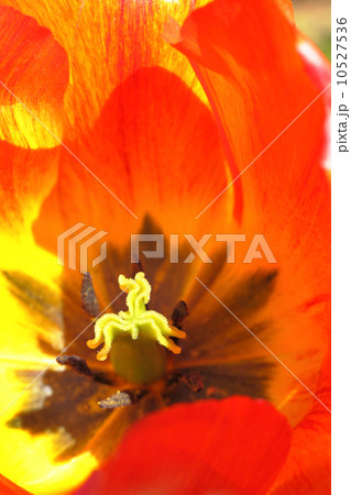 オレンジクイーン・チューリップ 10527536