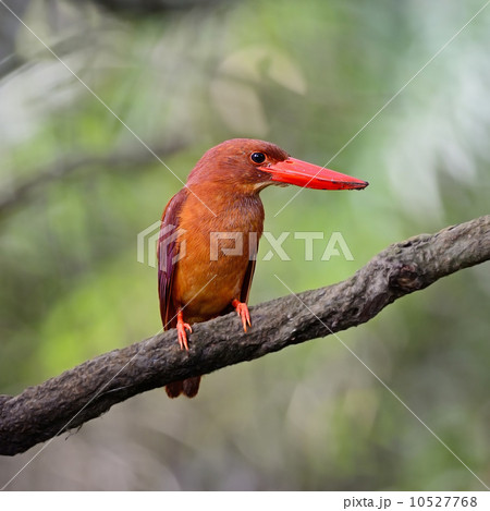 male Ruddy Kingfisher male Ruddy Kingfisher 10527768