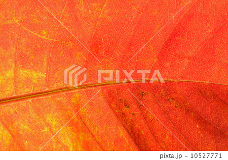 leaf abstract 10527771