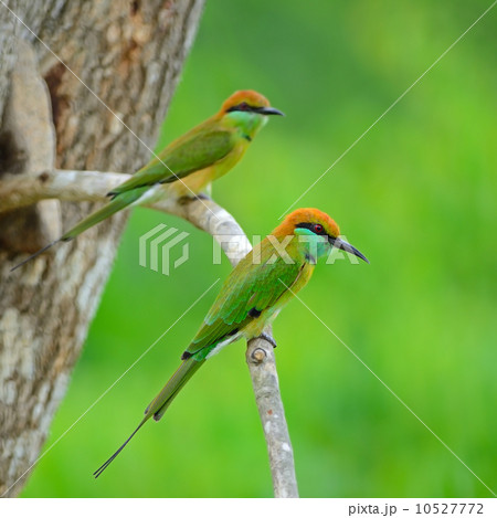Little Green Bee-eater 10527772
