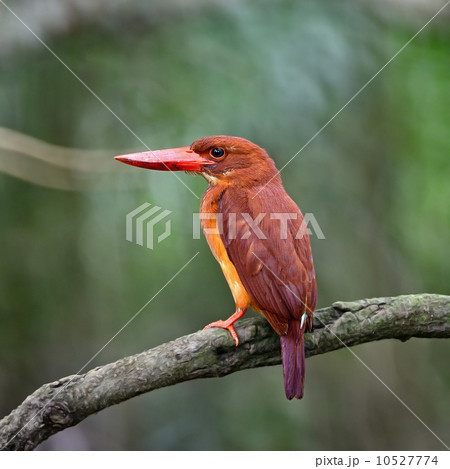 male Ruddy Kingfisher 10527774