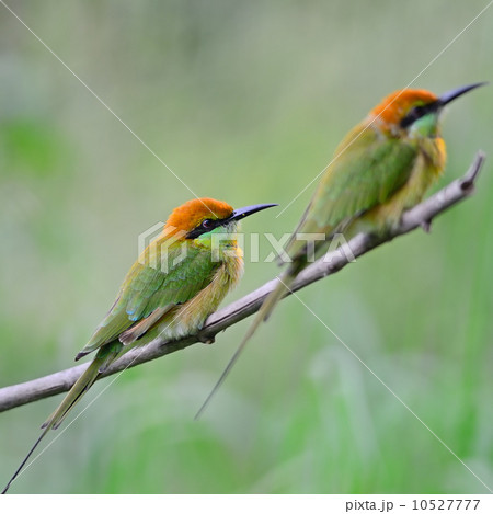 Little Green Bee-eater 10527777