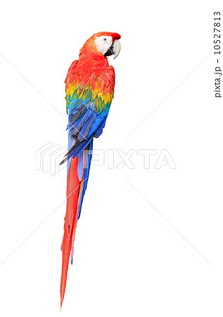 Scarlet Macaw 10527813