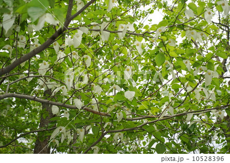 小石川植物園のハンカチノキ 10528396
