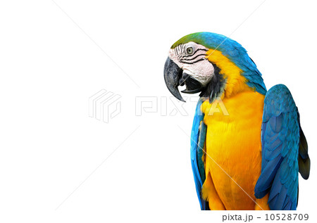 Blue and Glod Macaw isolated 10528709