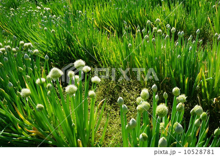 5月花　ネギボウズ・ネギ科07 10528781