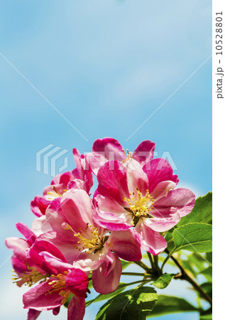 姫リンゴの花 10528801