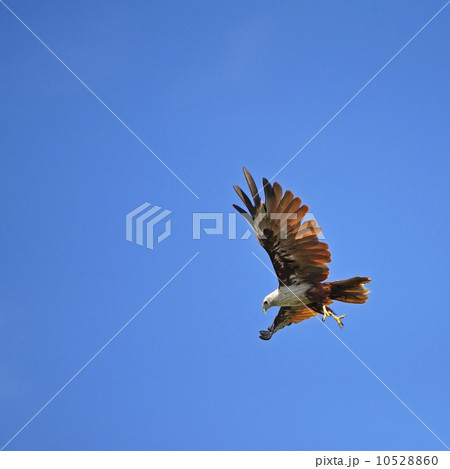 Brahminy Kite 10528860
