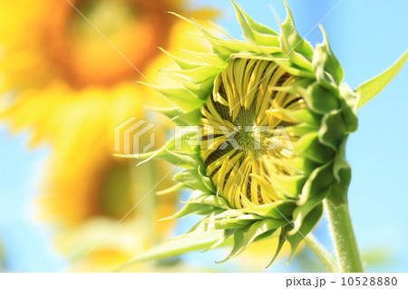 一輪のヒマワリの蕾 10528880