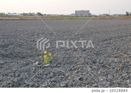 一輪の菜の花 一輪の菜の花 10528884