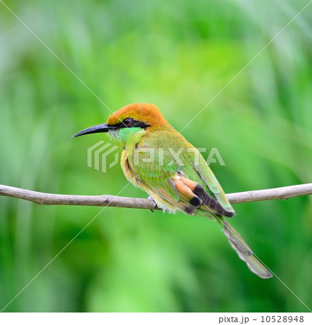 Little Green Bee-eater 10528948