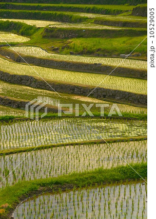 棚田 棚田 10529005