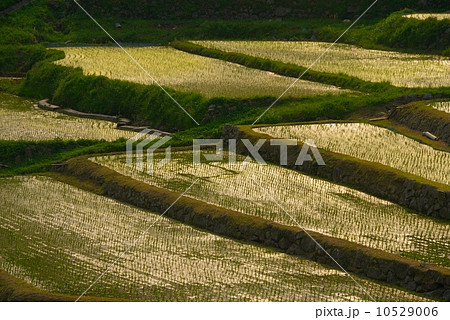 棚田 10529006