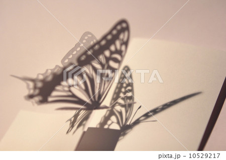 蝶の切り抜き 10529217