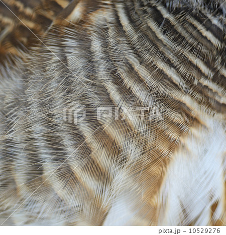 Asian Barred Owlet feathers 10529276