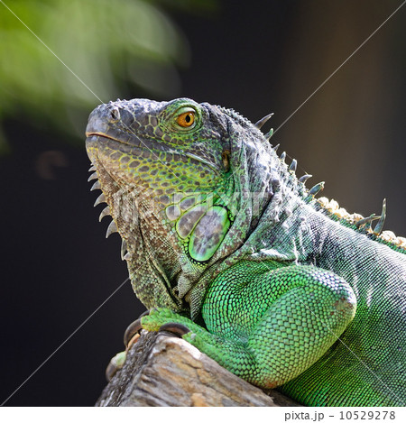 female Green Iguana 10529278