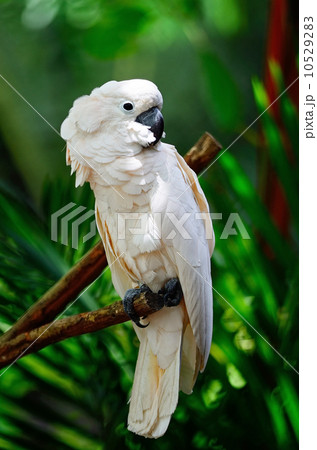 Moluccan Cockatoo 10529283