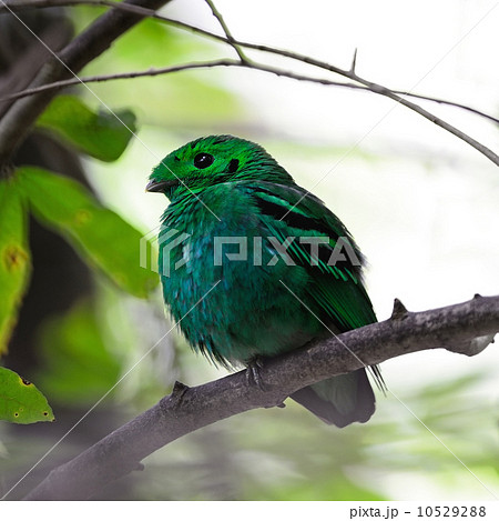 male Green Broadbill male Green Broadbill 10529288