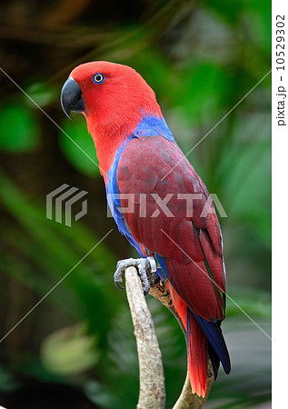 Eclectus Parrot Eclectus Parrot 10529302