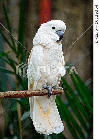 Moluccan Cockatoo Moluccan Cockatoo 10529304