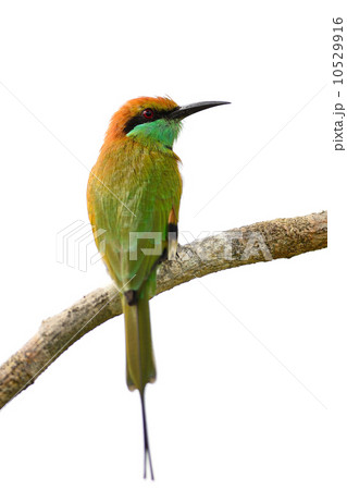 Little Green Bee-eater 10529916