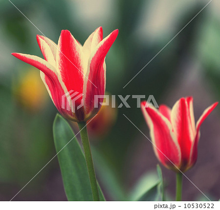 Tulip Tulip 10530522