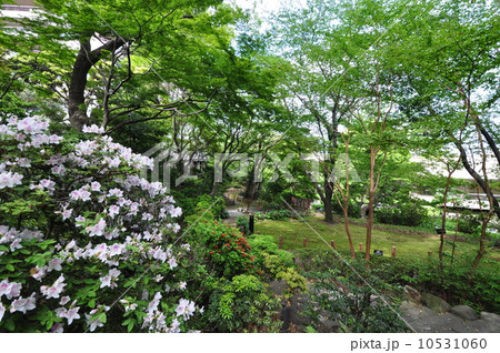 御殿山の新緑 10531060