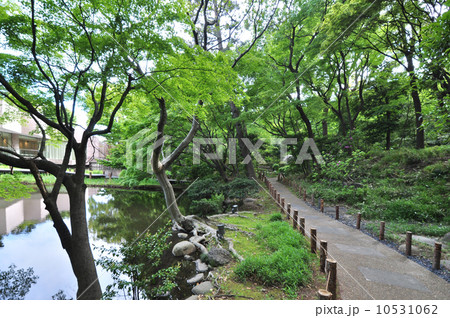 御殿山の新緑 10531062