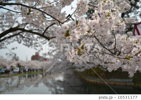 弘前城外堀の桜 10531177