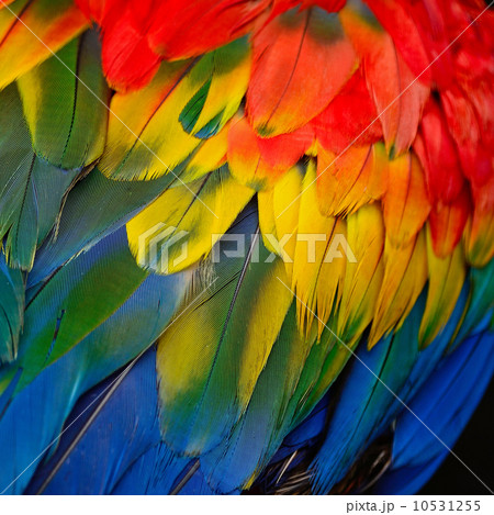 Scarlet Macaw feathers 10531255