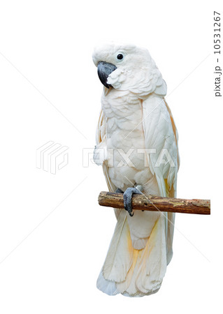 Moluccan Cockatoo Moluccan Cockatoo 10531267