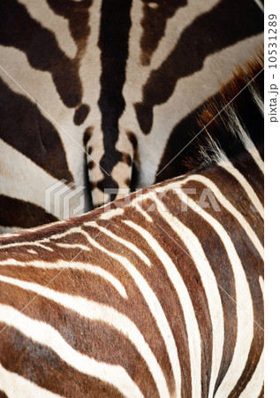 Common Zebra skin 10531289
