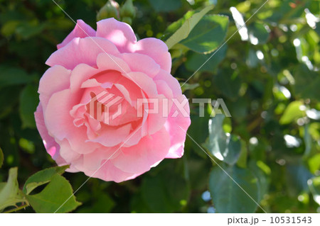 バラの花 バラの花 10531543
