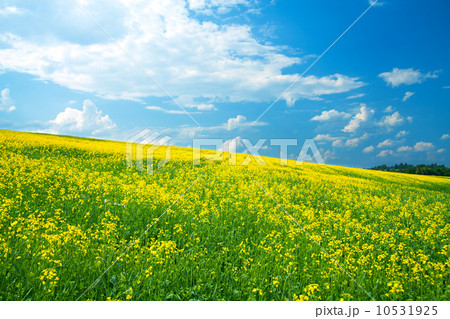 field of yellow rapeseed against the blue sky field of yellow rapeseed against the blue sky 10531925
