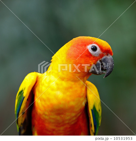Sun Conure Sun Conure 10531953