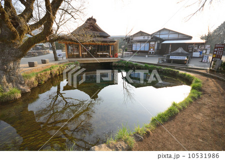 忍野八海 湧池 忍野八海 湧池 10531986