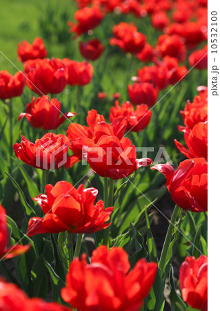 Beautiful red tulips Beautiful red tulips 10532100