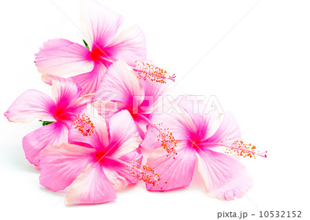 pink Hibiscus pink Hibiscus 10532152