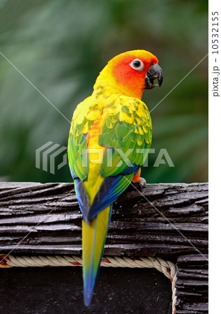 Sun Conure 10532155