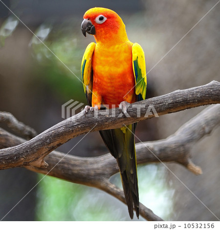 Sun Conure 10532156