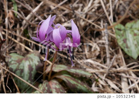 カタクリ カタクリ 10532345