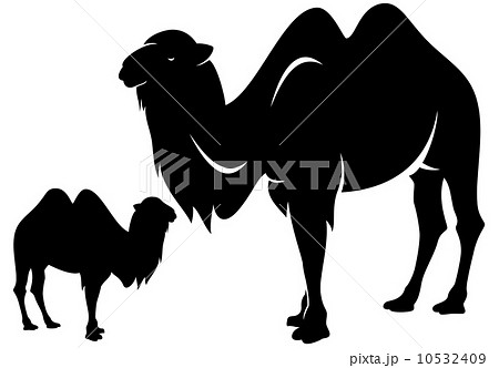 Bactrian camel (Camelus bactrianus) black and white vector outline and silhouette 10532409