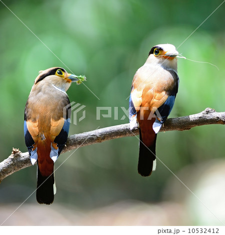 Silver-breasted Broadbill 10532412