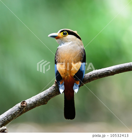 female Silver-breasted Broadbill 10532413