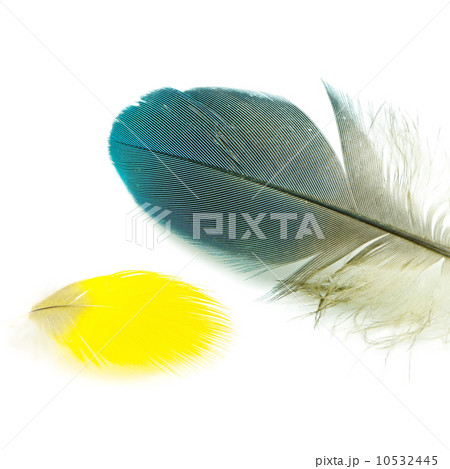 bird feather isolated 10532445