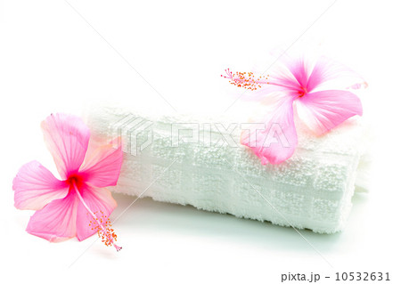 pink Hibiscus pink Hibiscus 10532631