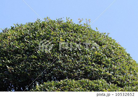 刈り込まれたツゲの木 10532652