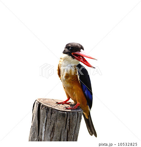 Black-capped Kingfsiher 10532825