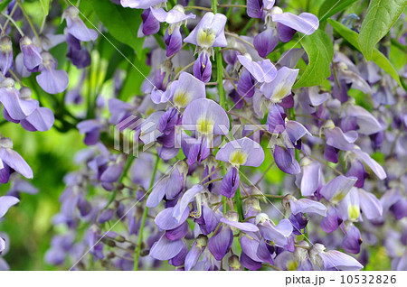 ノダフジ ノダフジ 10532826