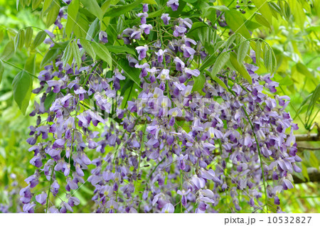 ノダフジ ノダフジ 10532827